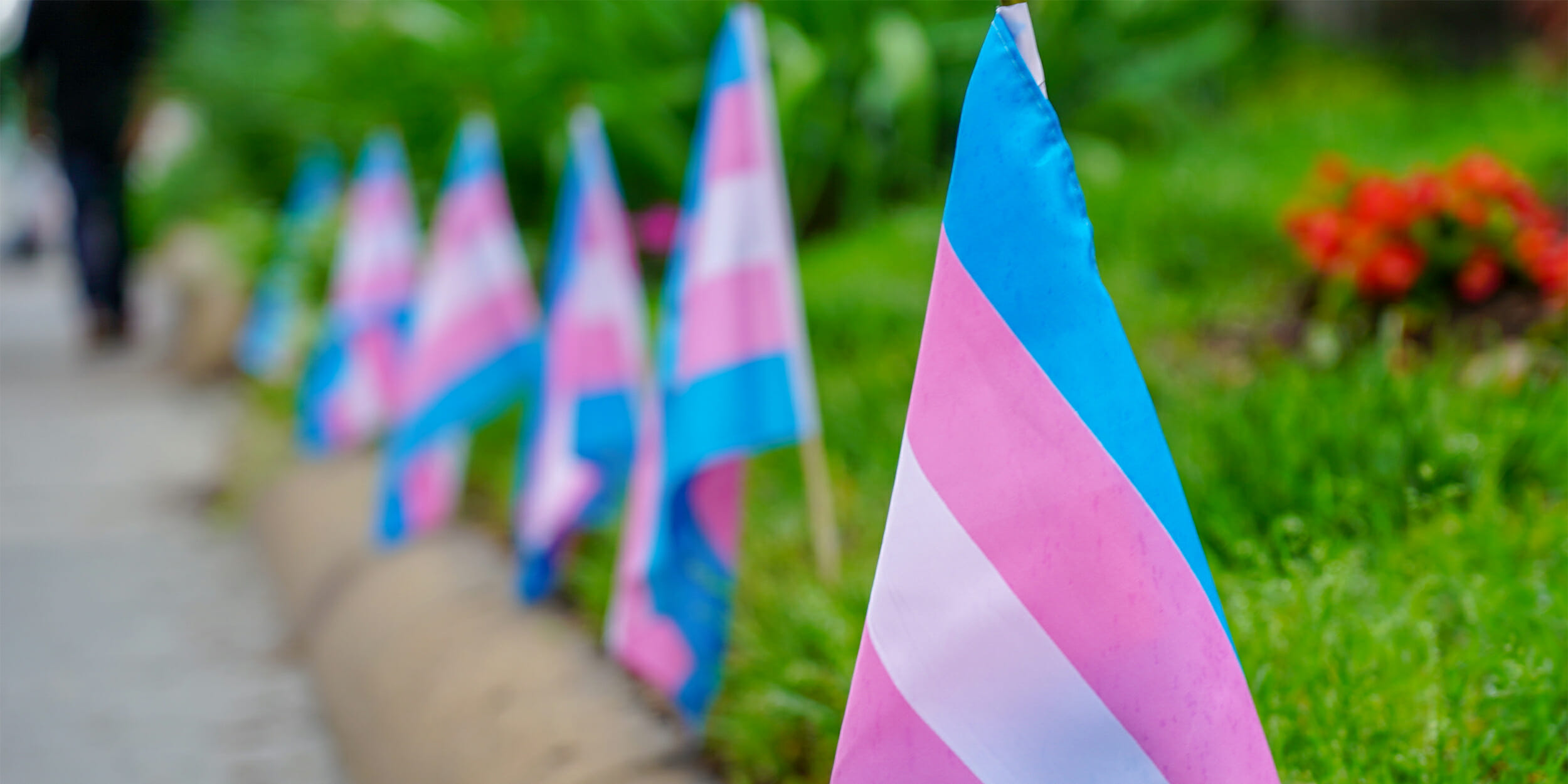 Transgender flags