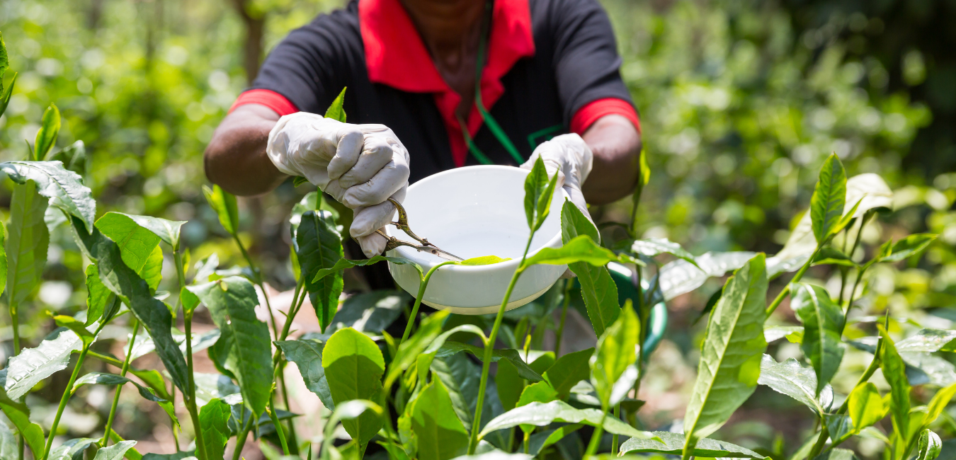 Tea plantation with worker 
