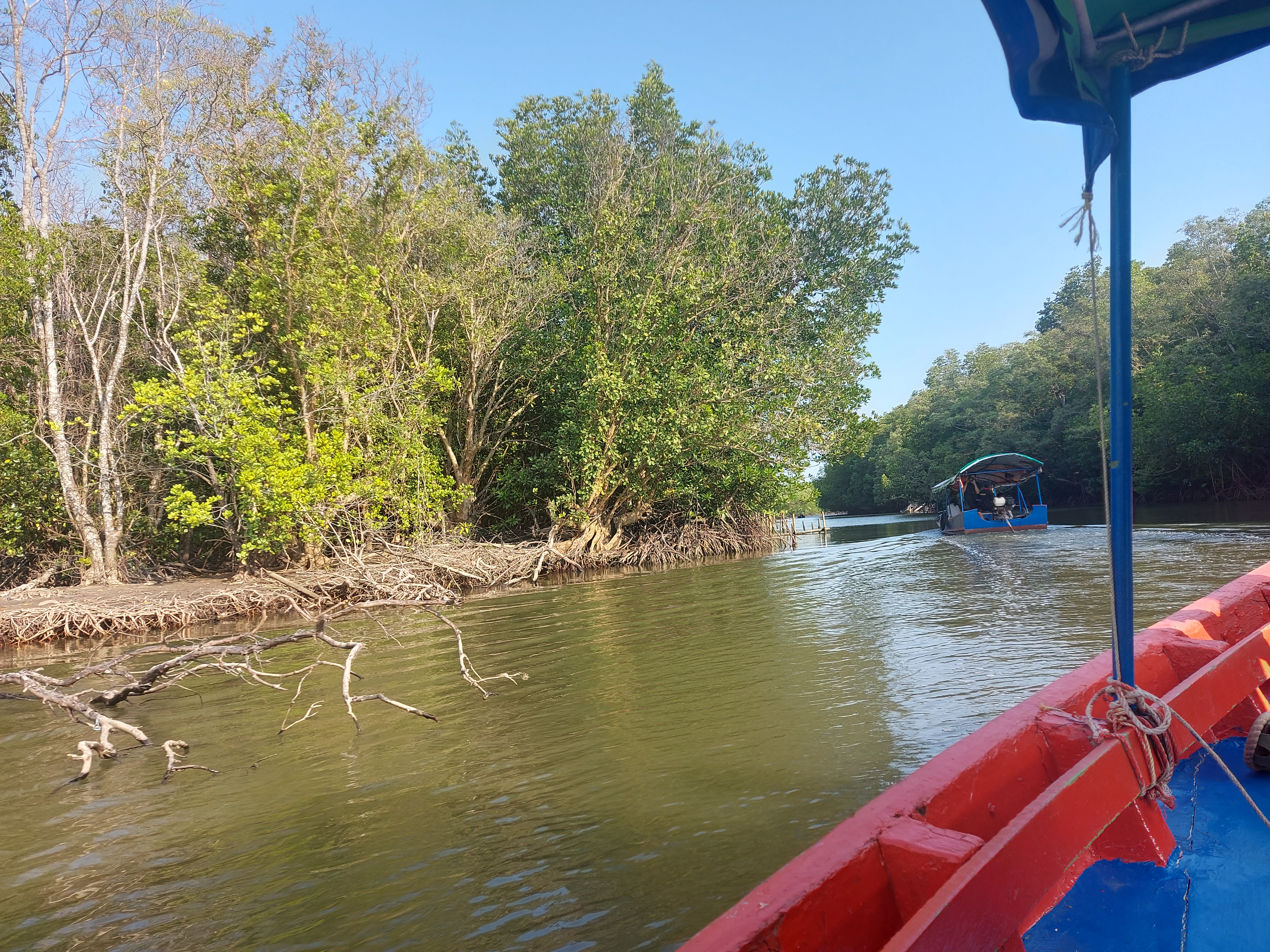Prasae Rayong Mangrove Forest 