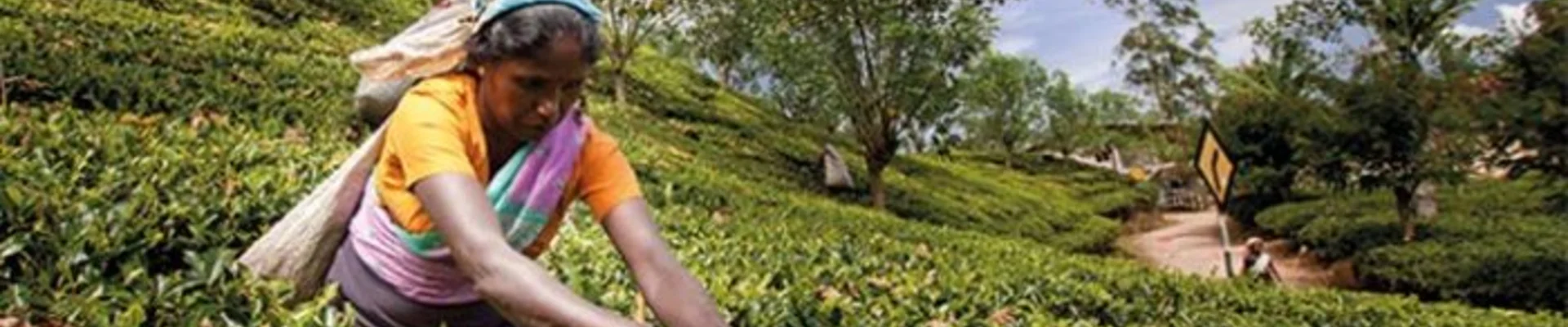 Restart Asian Economies - SL