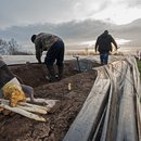 Spargelstecher in Niedersachsen