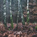 Wald bei Toppenstedt