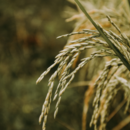 Hak Pangan_CIPS_FNF Indonesia 