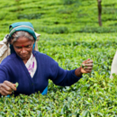 Tamil tea pickers, Sri Lanka