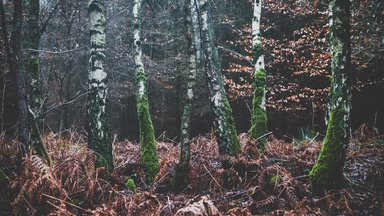 Wald bei Toppenstedt