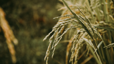 Hak Pangan_CIPS_FNF Indonesia 