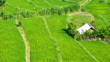 ricefiled in Bali