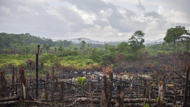 Die Weltgemeinschaft einigte sich auf ein Ende der Rodung von Wäldern bis 2030.