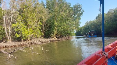 Prasae Rayong Mangrove Forest 