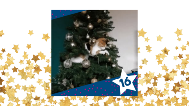 IAF Advent #16
